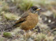 link to falkland thrush